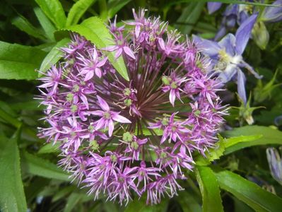 Allium Purple Sensation (2017, May 11)