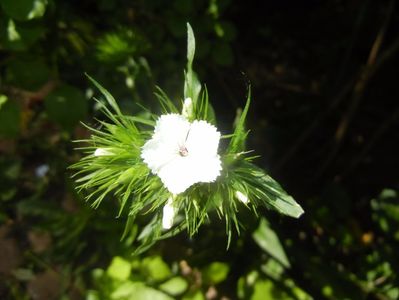 Dianthus barbatus (2017, May 21)