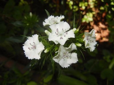 Dianthus barbatus (2017, May 24)