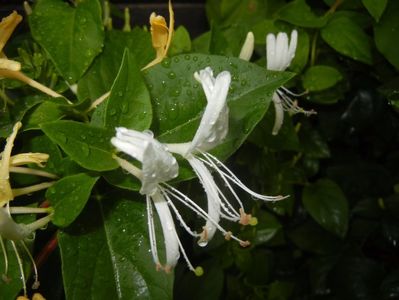 Lonicera japonica (2017, May 25)