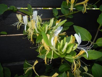 Lonicera japonica (2017, May 29)