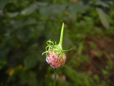 Allium Hair (2017, June 02)