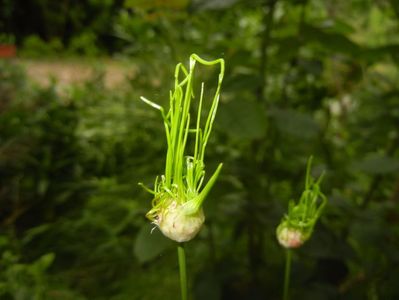 Allium Hair (2017, June 04)