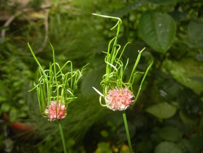 Allium Hair (2017, June 08)