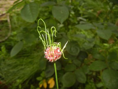 Allium Hair (2017, June 10)