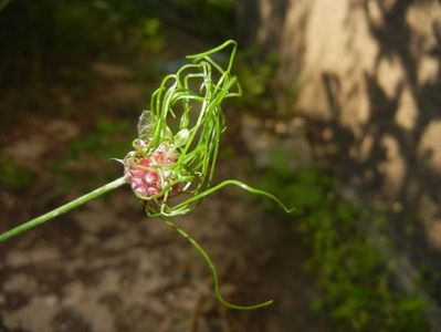 Allium Hair (2017, June 13)