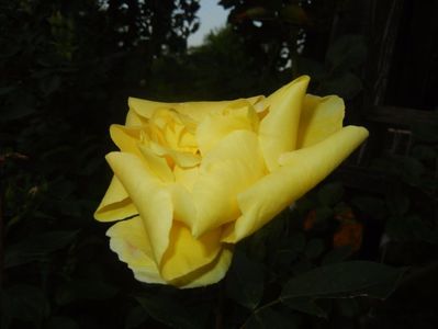 Rose Golden Showers (2017, May 17)