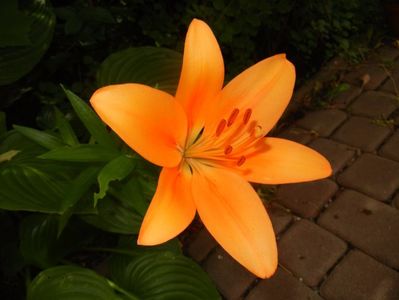 Asiatic lily Orange (2016, June 20)