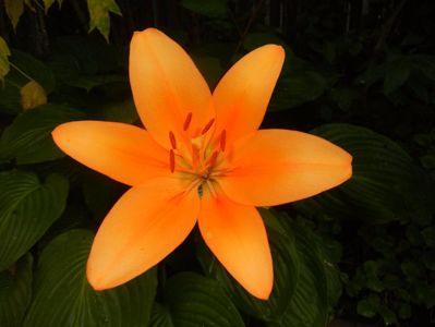 Asiatic lily Orange (2016, June 20)