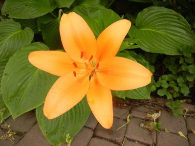 Asiatic lily Orange (2016, June 21)