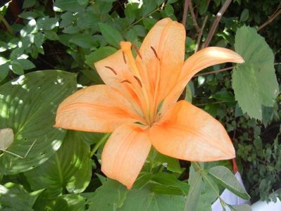 Asiatic lily Orange (2016, June 24)