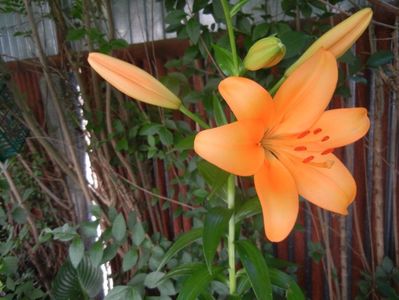 Asiatic lily Orange (2017, June 21)