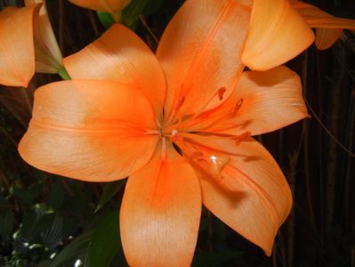 Asiatic lily Orange (2017, June 24)