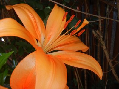 Asiatic lily Orange (2017, June 24)