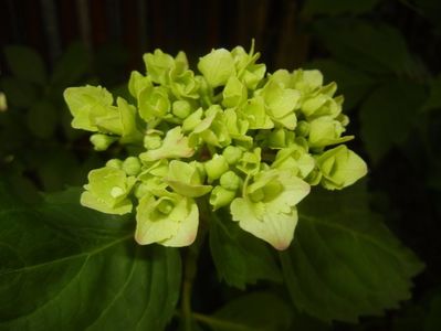 Hydrangea macrophylla (2017, June 04)