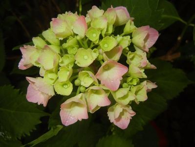 Hydrangea macrophylla (2017, June 08)