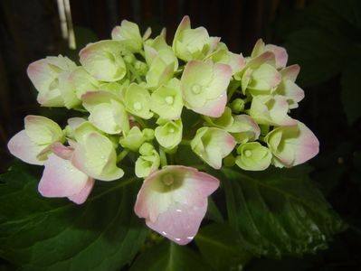 Hydrangea macrophylla (2017, June 08)