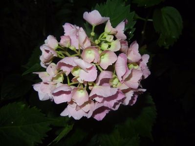 Hydrangea macrophylla (2017, June 13)