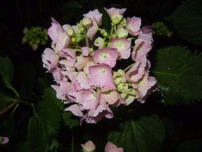 Hydrangea macrophylla (2017, June 13)