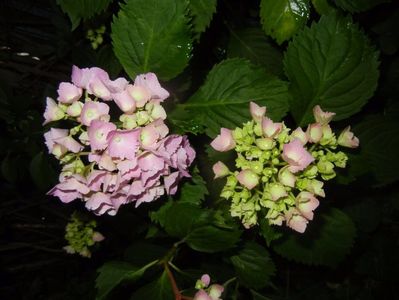 Hydrangea macrophylla (2017, June 13)