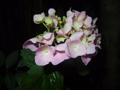 Hydrangea macrophylla (2017, June 13)