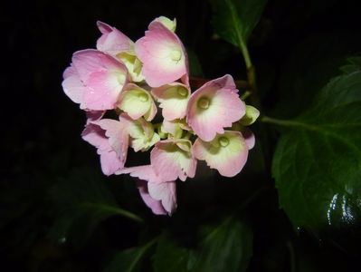 Hydrangea macrophylla (2017, June 13)