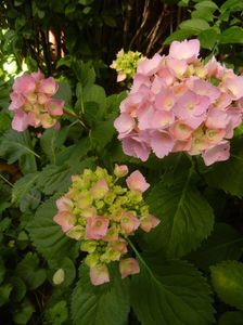 Hydrangea macrophylla (2017, June 14)