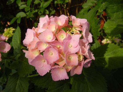 Hydrangea macrophylla (2017, June 14)