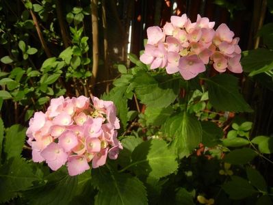 Hydrangea macrophylla (2017, June 14)