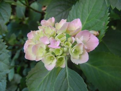 Hydrangea macrophylla (2017, June 14)