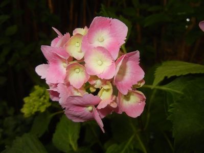 Hydrangea macrophylla (2017, June 15)