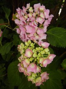 Hydrangea macrophylla (2017, June 15)