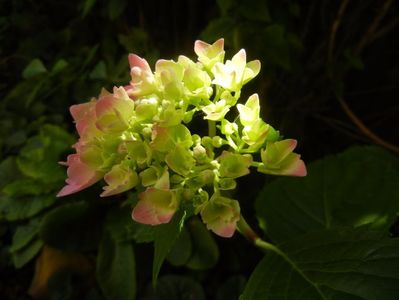 Hydrangea macrophylla (2017, June 21)