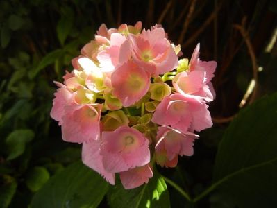 Hydrangea macrophylla (2017, June 21)