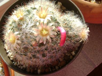 Mammillaria bocasana