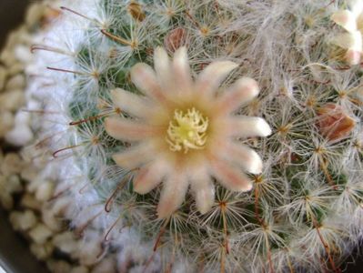 Mammillaria bocasana