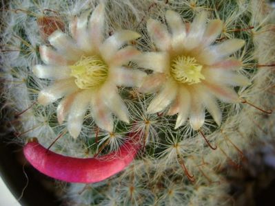 Mammillaria bocasana