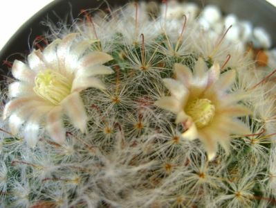Mammillaria bocasana