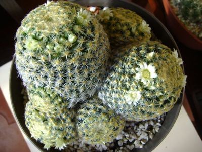 Mammillaria schiedeana