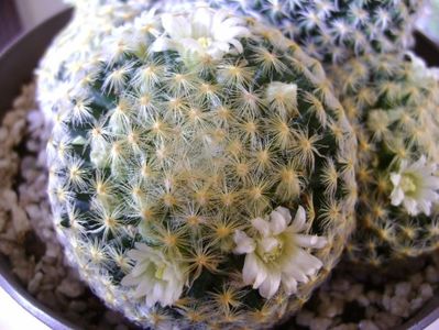 Mammillaria schiedeana