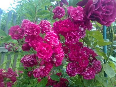 Rosa 'Excelsa'; Una dintre cele mai bine cunoscute soiuri de trandafiri alpinism. Florile sunt carmin-roz, mici, de circa 3 cm în diametru, rozetă, foarte plină, în inflorescențe mari, cu multe flori. Miroase slab. Î
