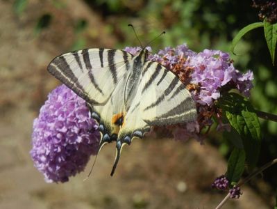 Eastern Tiger Swallowtail (2017, Jul.05)