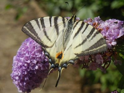 Eastern Tiger Swallowtail (2017, Jul.05)