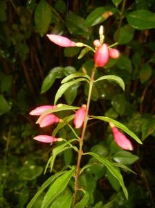 Fuchsia magellanica Gracilis (17, Aug.09)