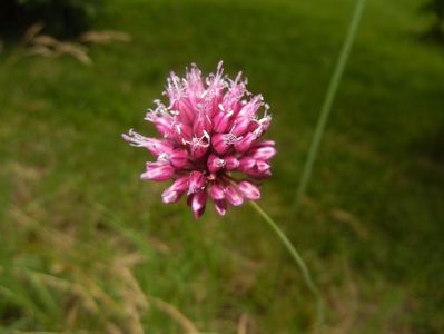 Allium sphaerocephalon (2017, June 28)