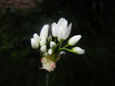 Allium roseum (2017, May 17)