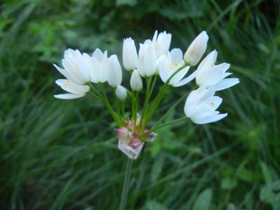 Allium roseum (2017, May 21)