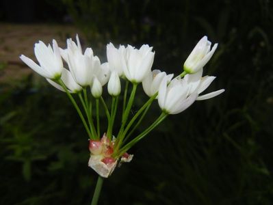Allium roseum (2017, May 21)