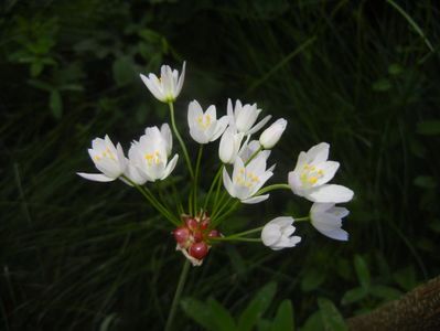 Allium roseum (2017, May 24)