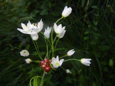 Allium roseum (2017, May 24)